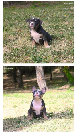 bully-pocket-2000-big-0