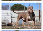 american-bully-xl-saillie-1000-small-0