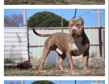 American bully xl saillie 1000