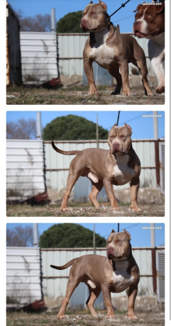 american-bully-xl-saillie-1000-big-0