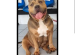 american-bully-xl-femelle-0-small-1