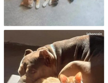 American bully xl femelle 0