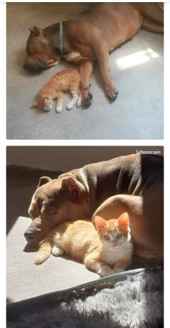 american-bully-xl-femelle-0-big-0