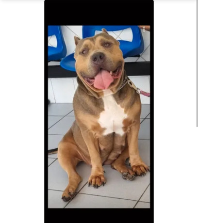 american-bully-xl-femelle-0-big-1