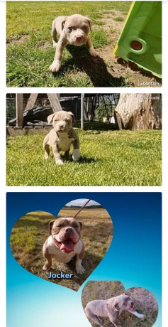 american-bully-big-0