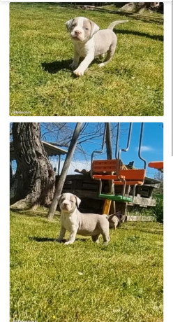 american-bully-big-1