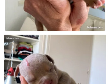 Américan Bully pocket