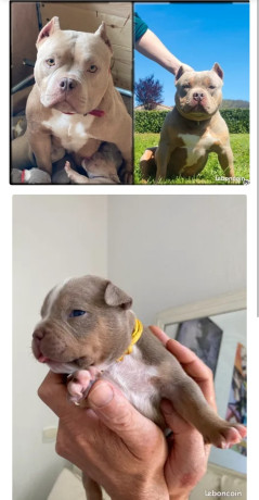 american-bully-pocket-big-1