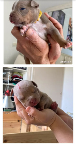 american-bully-pocket-big-0