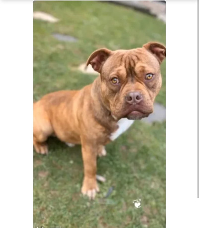 americain-bully-500-big-1