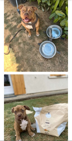 americain-bully-500-big-0