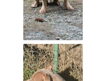 Etalon American bully pour saillie 0