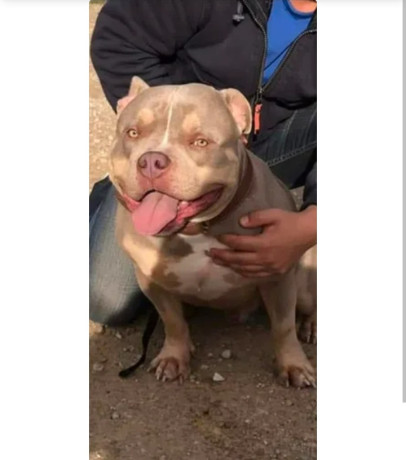 etalon-american-bully-pour-saillie-0-big-1