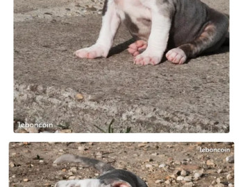 Américan bully 1000