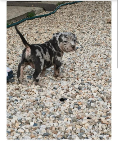 american-bully-1000-big-1