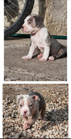 american-bully-1000-big-0