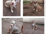 american-bully-xl-small-0
