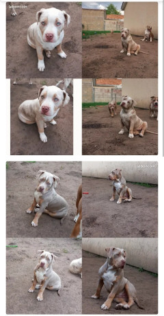 american-bully-xl-big-0