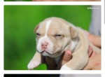 american-bully-pocket-1000-small-1