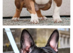 american-bully-pocket-1000-small-0