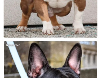 American Bully Pocket 1000