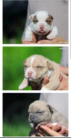 american-bully-pocket-1000-big-1