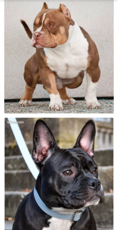 american-bully-pocket-1000-big-0