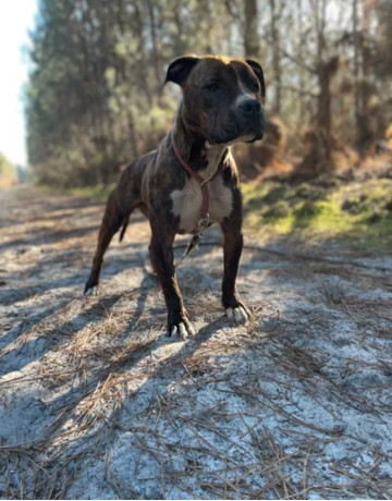 am-staff-adulte-650-big-1