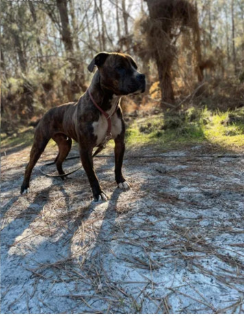 am-staff-adulte-650-big-0