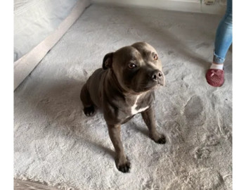 Saillie Staffie Bleu Lof 500