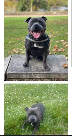 saillie-staffie-bleu-lof-500-big-1