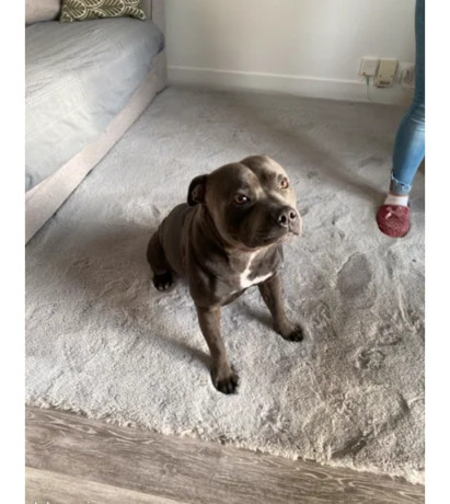 saillie-staffie-bleu-lof-500-big-0