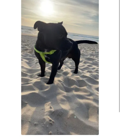 staffie-saillie-300-big-0