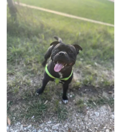 staffie-saillie-300-big-1