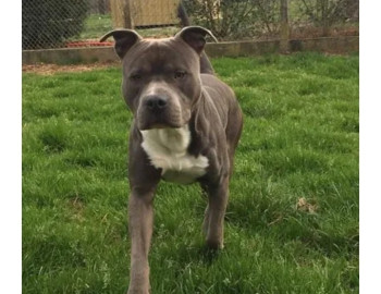 Saillie american staff 0