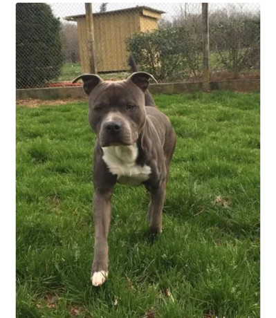 saillie-american-staff-0-big-0