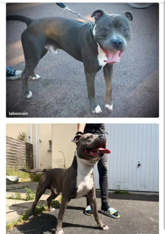 saillie-american-staff-0-big-1