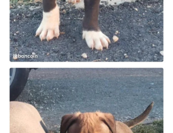 American staff/amstaff/staff 800