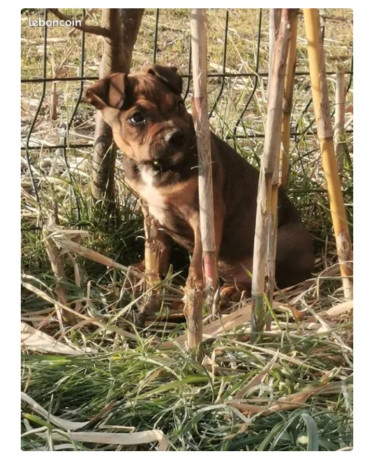 american-staffamstaffstaff-800-big-1