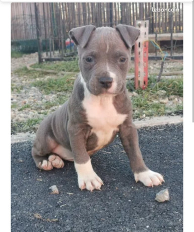 american-staffamstaffstaff-800-big-2