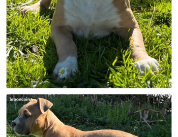 Chiot american staff