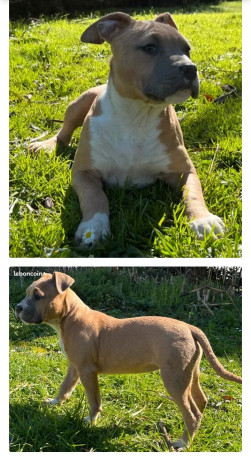 chiot-american-staff-big-0