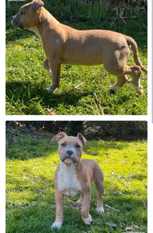 chiot-american-staff-big-1