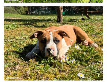 Chiots american staff