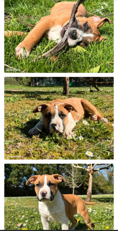 chiots-american-staff-big-0