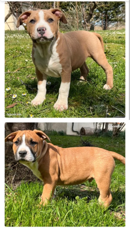 chiots-american-staff-big-1