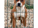 superbe-male-staffie-pour-saillie-500-small-0