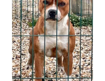 Superbe mâle Staffie pour saillie 500