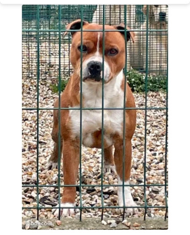 superbe-male-staffie-pour-saillie-500-big-0