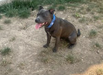 saillie-staffie-bleu-250-small-0